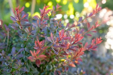 Rote Zwergkugelberberitze 'Bagatelle' Berberis thunbergii 'Bagatelle' strauch 20-30 C2 Berberis thunbergii 'Bagatelle' Strauch 20-30 cm