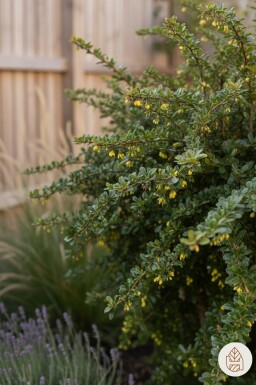 Berberis verruculosa Strauch 30-40 cm