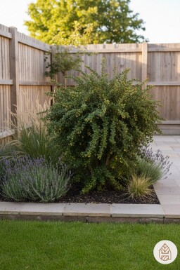 Berberis verruculosa Strauch 30-40 cm