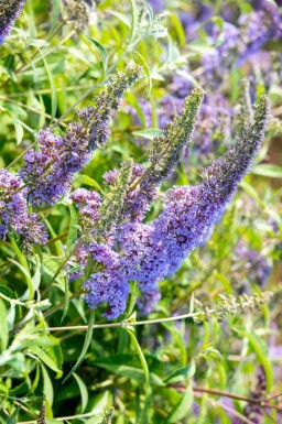Sommerflieder Buddleja davidii 'Empire Blue' strauch 30-40 C2 Buddleja davidii 'Empire Blue' Strauch 30-40 cm