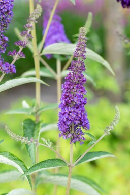 Sommerflieder Buddleja davidii 'Empire Blue' strauch 30-40 C2 Buddleja davidii 'Empire Blue' Strauch 30-40 cm