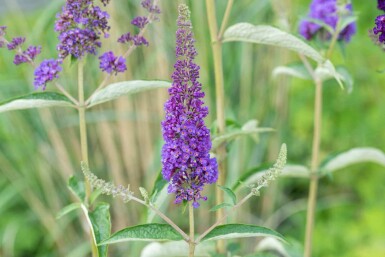Sommerflieder Buddleja davidii 'Empire Blue' strauch 30-40 C2 Buddleja davidii 'Empire Blue' Strauch 30-40 cm