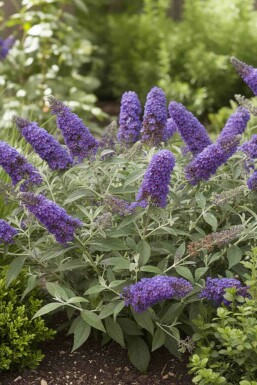 Sommerflieder Buddleja davidii 'Free Petite Blue Heaven' strauch 20-25 C2 Buddleja davidii 'Free Petite Blue Heaven' Strauch 20-25 cm