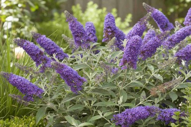 Sommerflieder Buddleja davidii 'Free Petite Blue Heaven' strauch 20-25 C2 Buddleja davidii 'Free Petite Blue Heaven' Strauch 20-25 cm