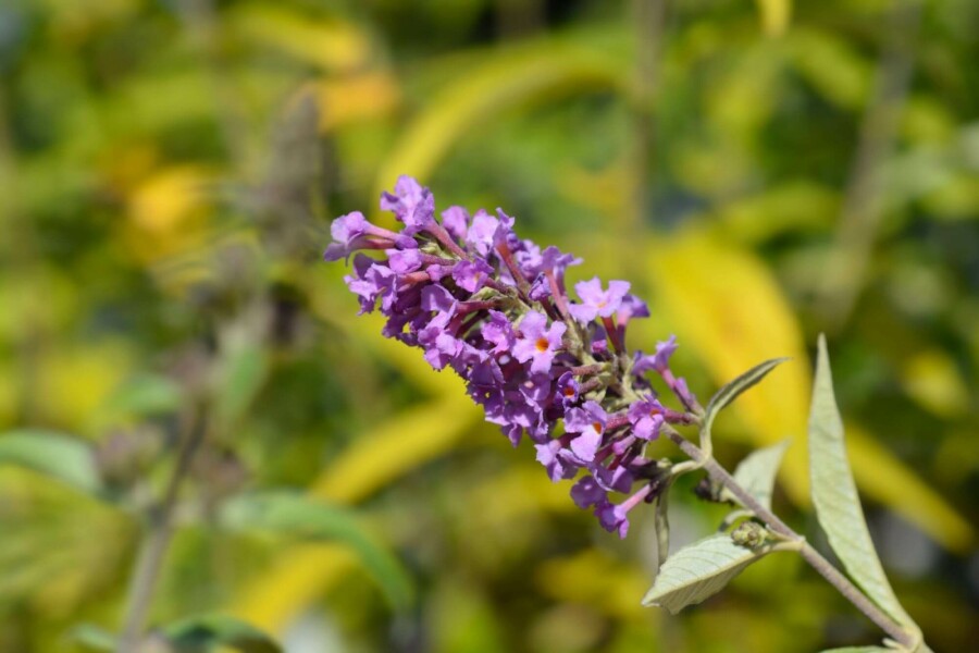 Sommerflieder Buddleja davidii 'Free Petite Dark Pink' strauch 20-25 C2 Buddleja davidii 'Free Petite Dark Pink' Strauch 20-25 cm