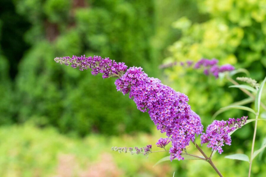 Sommerflieder Buddleja davidii 'Ile de France' strauch 30-40 C2 Buddleja davidii 'Ile de France' Strauch 30-40 cm