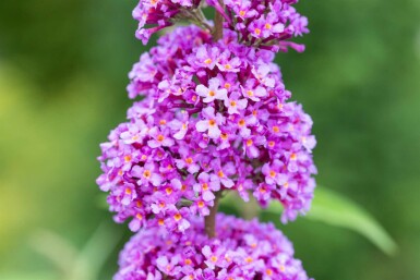 Sommerflieder Buddleja davidii 'Ile de France' strauch 30-40 C2 Buddleja davidii 'Ile de France' Strauch 30-40 cm