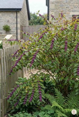 Callicarpa bodinieri 'Profusion' Strauch 80-100 cm