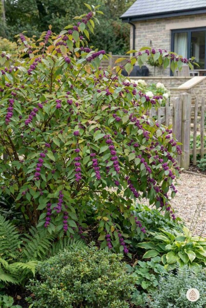 Callicarpa bodinieri 'Profusion' Strauch 125-150 cm