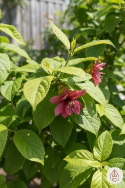 Calycanthus floridus Strauch 25-30 cm