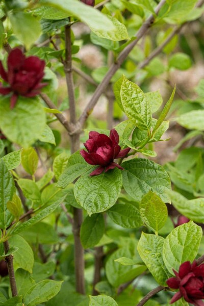 Gewürzstrauch Calycanthus 'Hartlage Wine' strauch 40-50 C3 Calycanthus 'Hartlage Wine' Strauch 40-50 cm