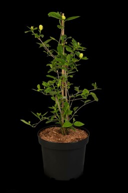 Gewürzstrauch Calycanthus 'Venus' strauch 30-40 C3 Calycanthus 'Venus' Strauch 30-40 cm