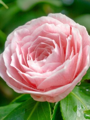 Kamelie Camellia japonica 'Bonomiana' strauch 30-40 C3 Camellia japonica 'Bonomiana' Strauch 30-40 cm