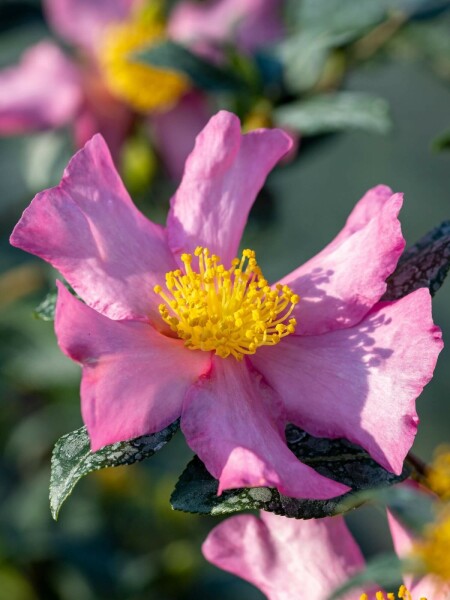 Herbstkamelie Camellia sasanqua 'Cleopatra' strauch 30-40 C3 Camellia sasanqua 'Cleopatra' Strauch 30-40 cm