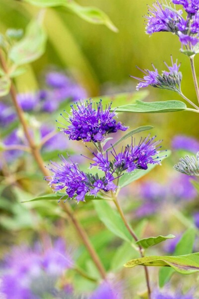 Bartblume Caryopteris clandonensis 'Heavenly Blue' strauch 30-40 C2 Caryopteris clandonensis 'Heavenly Blue' Strauch 30-40 cm
