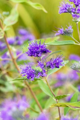 Bartblume Caryopteris clandonensis 'Heavenly Blue' strauch 30-40 C2 Caryopteris clandonensis 'Heavenly Blue' Strauch 30-40 cm