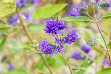 Bartblume Caryopteris clandonensis 'Heavenly Blue' strauch 30-40 C2 Caryopteris clandonensis 'Heavenly Blue' Strauch 30-40 cm