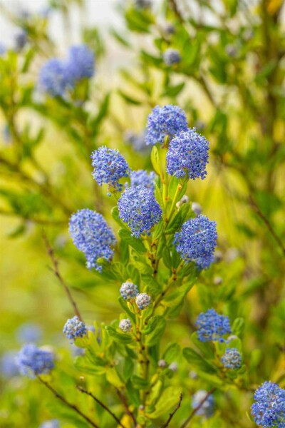 Säckelblume Ceanothus impressus 'Victoria' strauch 30-40 C7,5 Ceanothus impressus 'Victoria' Strauch 30-40 cm