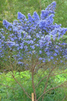 Säckelblume Ceanothus 'Puget Blue' strauch 20-30 C2 Ceanothus 'Puget Blue' Strauch 20-30 cm