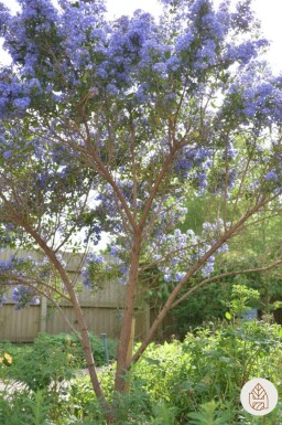 Ceanothus 'Puget Blue' Strauch 20-30 cm