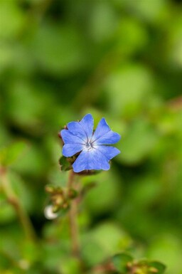 Ceratostigma griffithii C10 40-60
