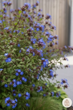 Ceratostigma willmottianum Strauch 30-40 cm