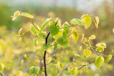 Kanadischer judasbaum Cercis canadensis 'Lavender Twist' strauch 175-200 C10 Cercis canadensis 'Lavender Twist' Strauch 175-200 cm