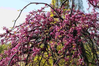 Kanadischer judasbaum Cercis canadensis 'Lavender Twist' strauch 175-200 C10 Cercis canadensis 'Lavender Twist' Strauch 175-200 cm