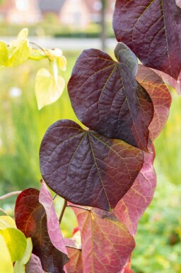 Kanadischer judasbaum Cercis canadensis 'Ruby Falls' strauch 175-200 C10 Cercis canadensis 'Ruby Falls' Strauch 175-200 cm