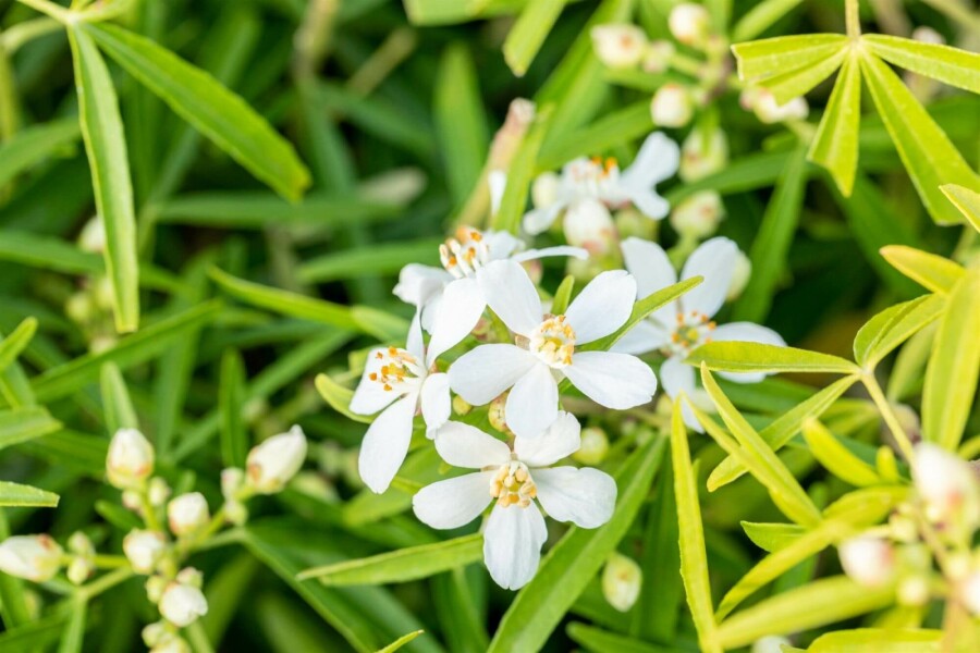 Orangenblume 'Aztec Pearl' Choisya ternata 'Aztec Pearl' strauch 80-90 C20 Choisya ternata 'Aztec Pearl' Strauch 80-90 cm