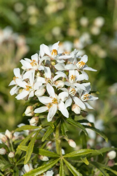 Mexikanische orangenblume Choisya ternata 'White Dazzler' strauch 20-25 C2,5 Choisya ternata 'White Dazzler' Strauch 20-25 cm