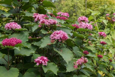 Losbaum Clerodendrum bungei strauch 30-40 C3 Clerodendrum bungei Strauch 30-40 cm