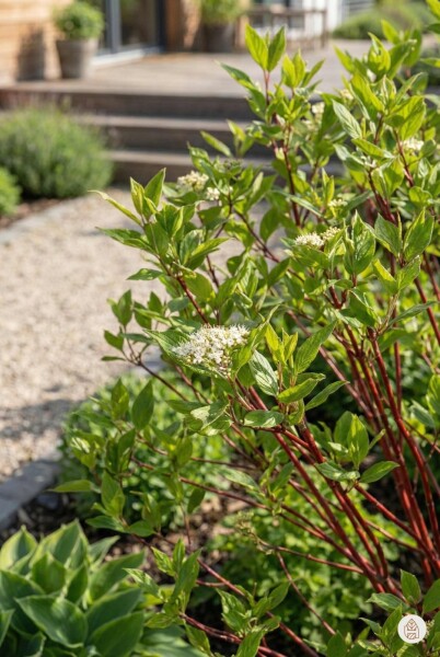 Cornus alba 'Sibirica' Strauch 60-80 cm