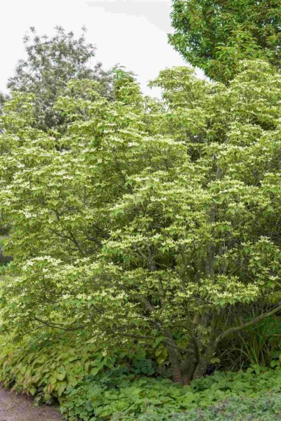 Chinesische Kornelkirsche Cornus kousa chinensis strauch 80-100 C5 Cornus kousa chinensis Strauch 80-100 cm