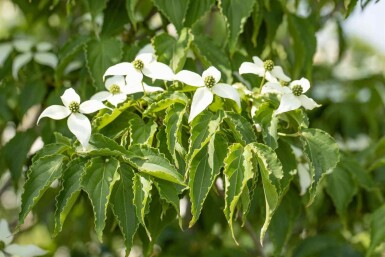 Chinesischer Blumen-Hartriegel Cornus kousa 'Milky Way' strauch 140-160 C30 Cornus kousa 'Milky Way' Strauch 140-160 cm