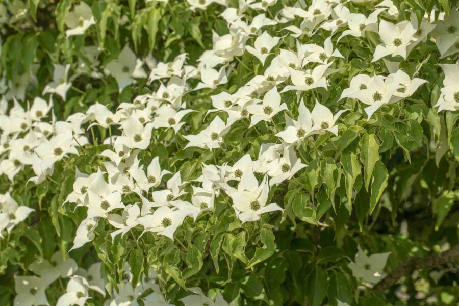 Chinesischer Blumen-Hartriegel Cornus kousa 'Milky Way' strauch 60-80 C7,5 Cornus kousa 'Milky Way' Strauch 60-80 cm