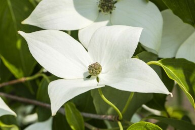 Chinesischer Blumen-Hartriegel Cornus kousa 'Milky Way' strauch 60-80 C7,5 Cornus kousa 'Milky Way' Strauch 60-80 cm
