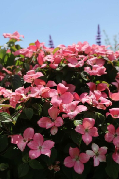 Cornus kousa 'Satomi Compact' Strauch 50-60 cm