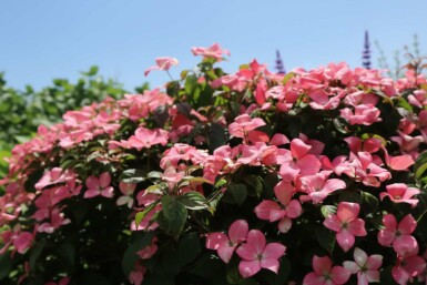 Cornus kousa 'Satomi Compact' Strauch 50-60 cm