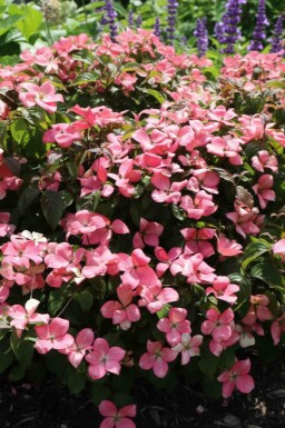 Cornus kousa 'Satomi Compact' Strauch 50-60 cm