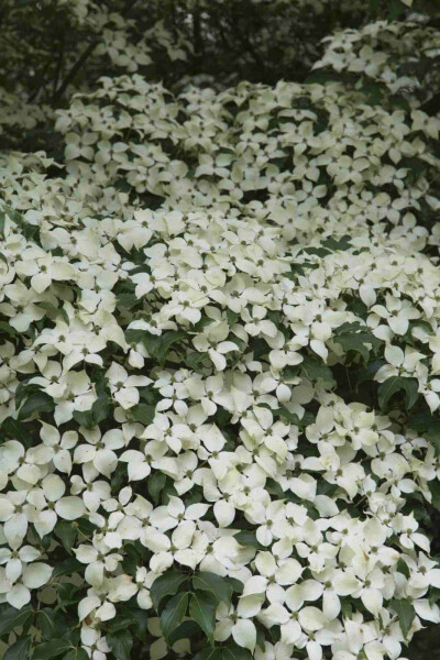 Chinesischer Blumen-Hartriegel Cornus kousa 'Weisse Fontaine' strauch 150-175 C35 Cornus kousa 'Weisse Fontaine' Strauch 150-175 cm