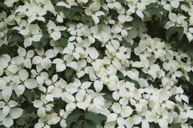 Chinesischer Blumen-Hartriegel Cornus kousa 'Weisse Fontaine' strauch 150-175 C35 Cornus kousa 'Weisse Fontaine' Strauch 150-175 cm