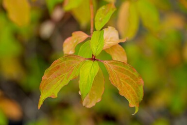 Roter hartriegel Cornus sanguinea 'Winter Beauty' strauch 60-80 C3 Cornus sanguinea 'Winter Beauty' Strauch 60-80 cm