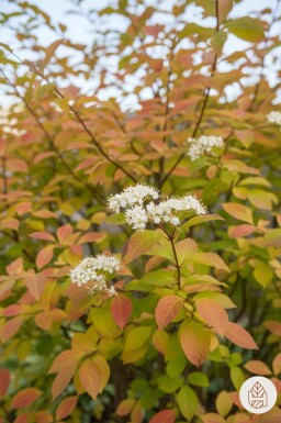 Cornus sanguinea 'Winter Beauty' Strauch 60-80 cm