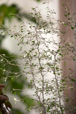 Zickzackstrauch Corokia cotoneaster strauch 40-50 C2 Corokia cotoneaster Strauch 40-50 cm