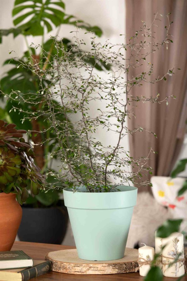 Zickzackstrauch Corokia cotoneaster strauch 40-50 C2 Corokia cotoneaster Strauch 40-50 cm