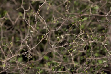 Zickzackstrauch Corokia cotoneaster strauch 40-50 C2 Corokia cotoneaster Strauch 40-50 cm