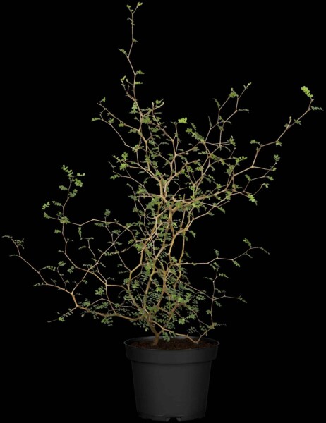 Corokia cotoneaster (Zickzackstrauch) Strauch kaufen | Heijnen Pflanzen
