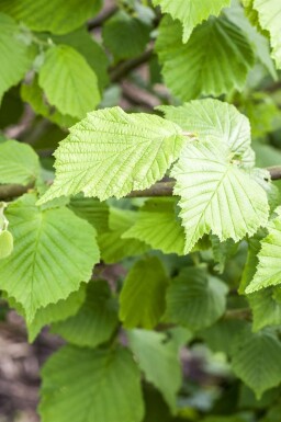 Gewöhnliche Hasel Corylus avellana strauch Corylus avellana Strauch