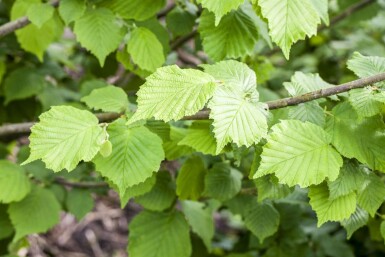 Gewöhnliche Hasel Corylus avellana strauch Corylus avellana Strauch